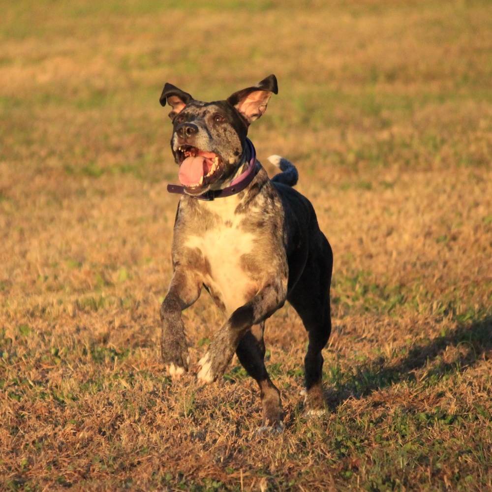 Meet your Posher, Masha